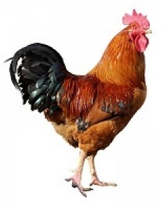 Local Live Chicken