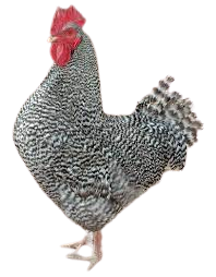 Live Chicken