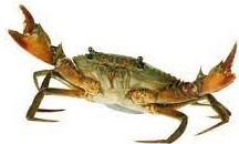 Live Crab 1kg