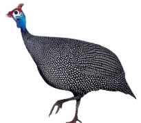 Live Guinea Fowl
