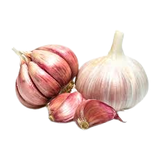 Garlic