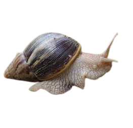 Big Snail 1kg