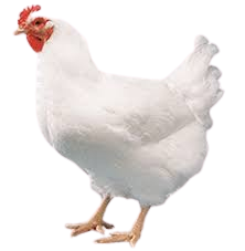 Live Broiler Chicken (Big)
