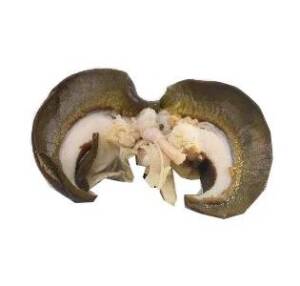 Snail - Medium x4 (Cleaned)