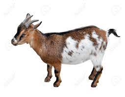 Live Goat (medium)