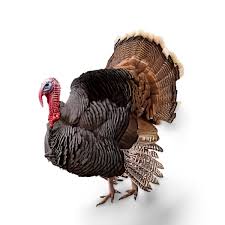 Live Turkey