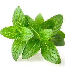 Mint Leaves