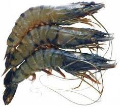 Fresh Jumbo Tiger Prawns 250g