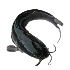 Catfish Medium