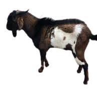 Live Goat (big)