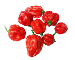Fresh Pepper (smallest basket)